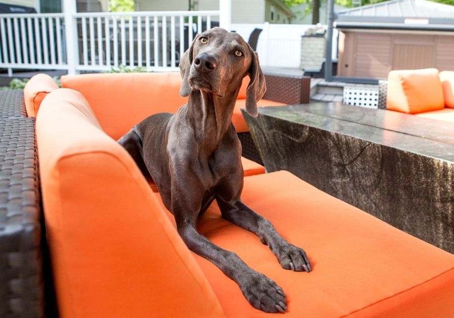 Weimaraner Dogs Resting on Patio Furniture