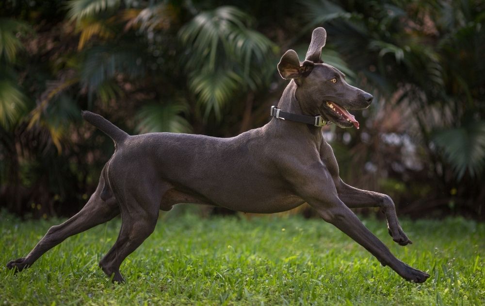 Weimaraner Running on Grass