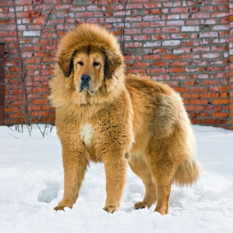 Well Groomed Tibetan Mastiff Dog Standing on Snow