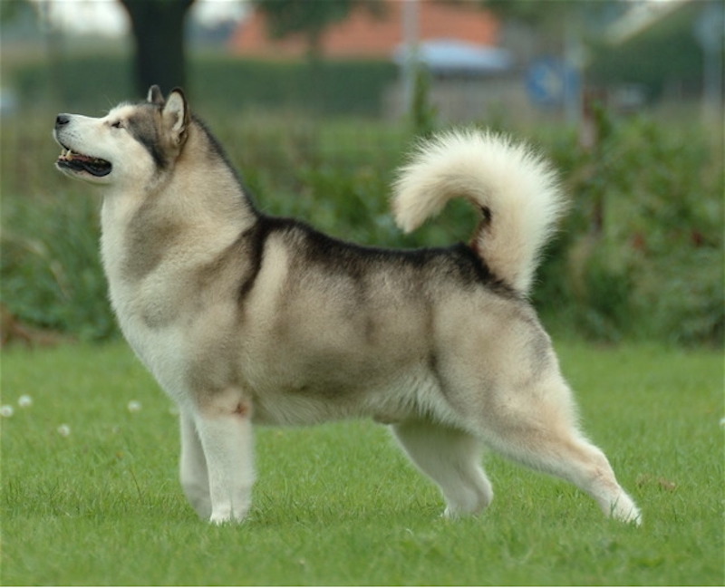 A Well-groomed Alaskan Malamute standing on the field