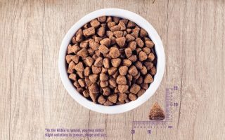 Wellness Core Dog Food Reviews 2022