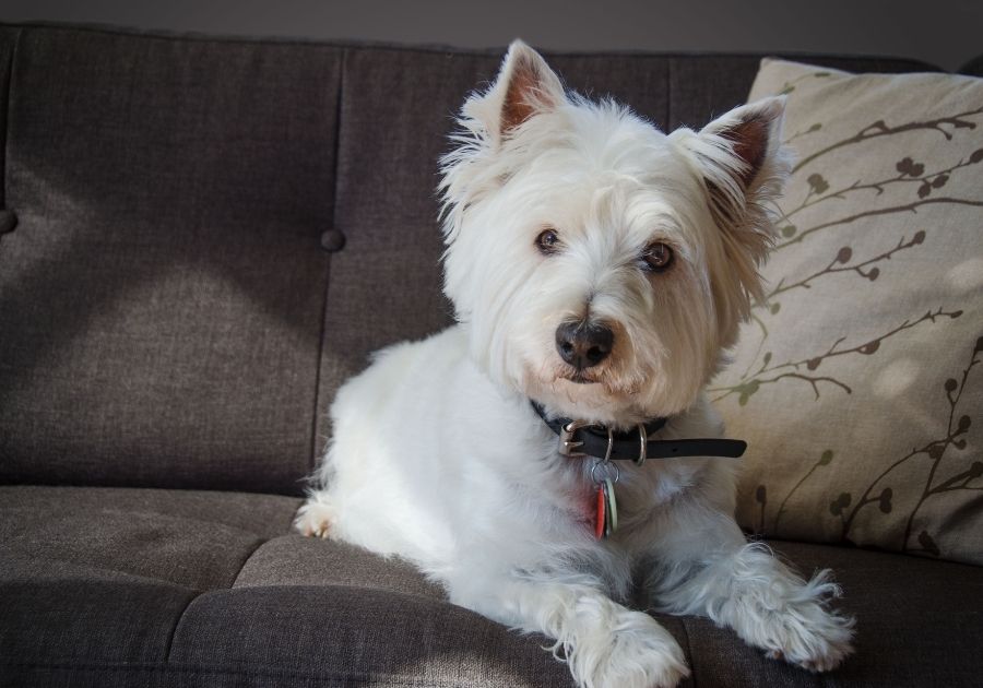 West Highland White Terrier Dog Resting on Sofa