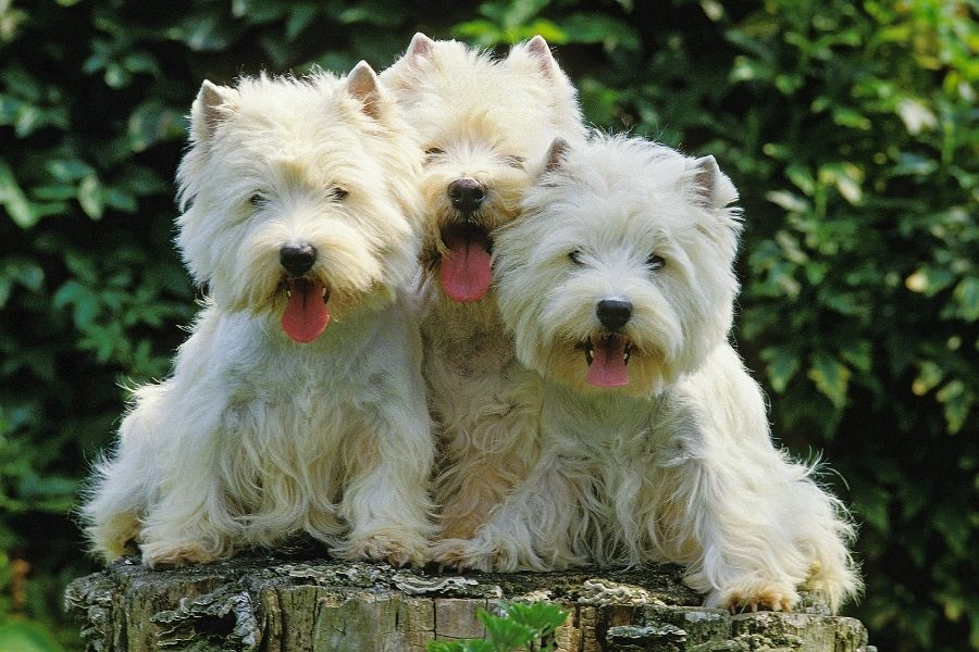 Three West Highland White Terrier Dogs Sitting on Wood
