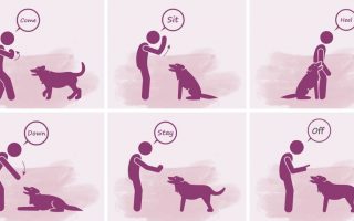 What Are The 7 Basic Dog Commands? Sit, Stay & More