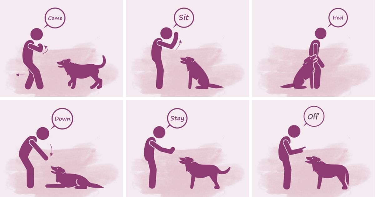 What Are The 7 Basic Commands For Dogs