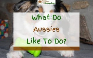 What Do Australian Shepherds Like To Do? – Top 4 Activities