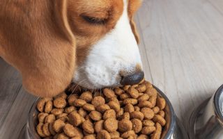 AAFCO Approved Dog Food: Here’s What It Means