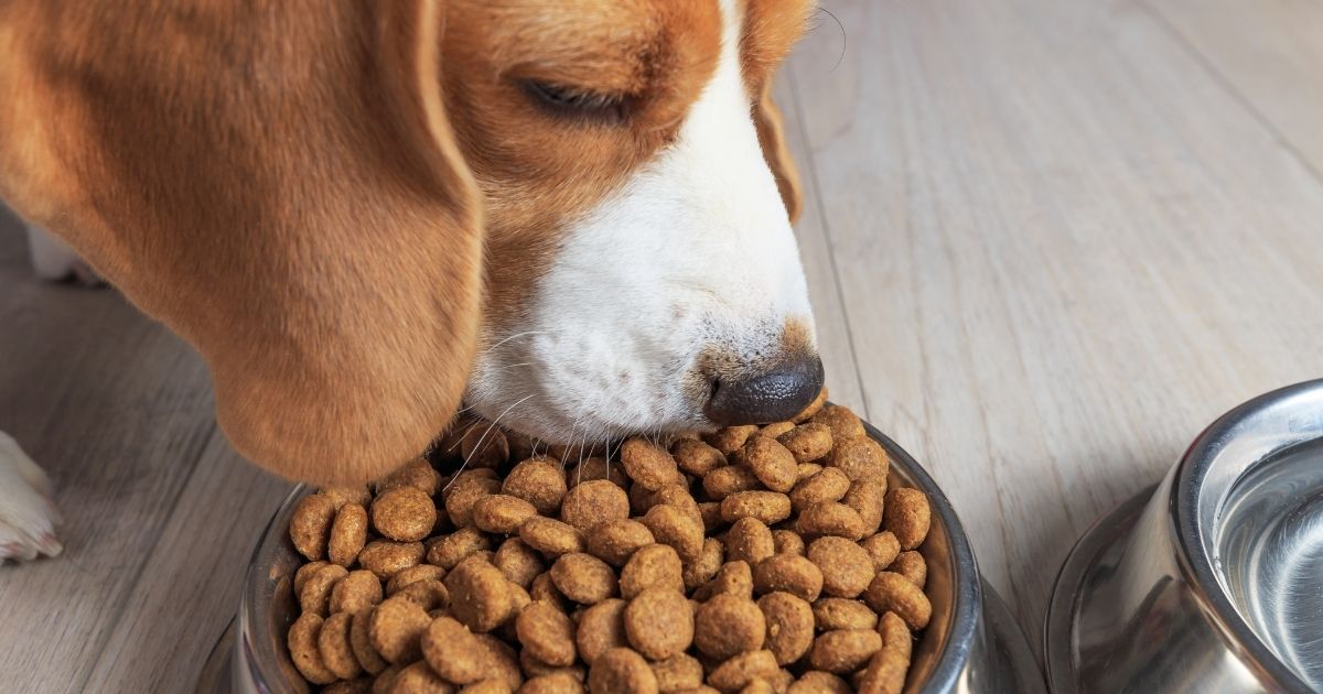 What Does AAFCO Approved Dog Food Mean?