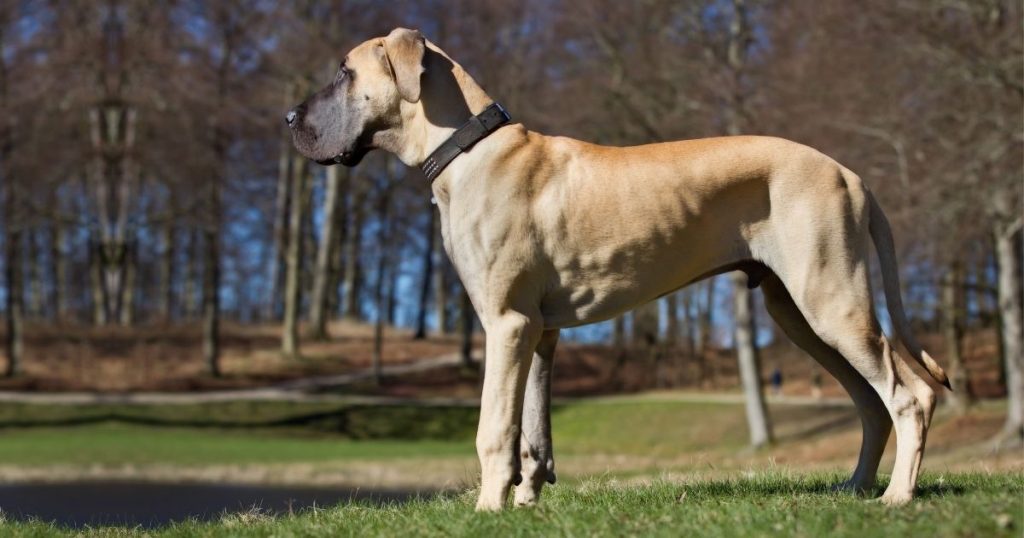 What Kind Of Dog Is ScoobyDoo (& ScrappyDoo)? Puplore