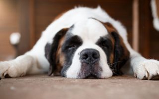 What Toxins Can Cause Seizures In Dogs? Careful!