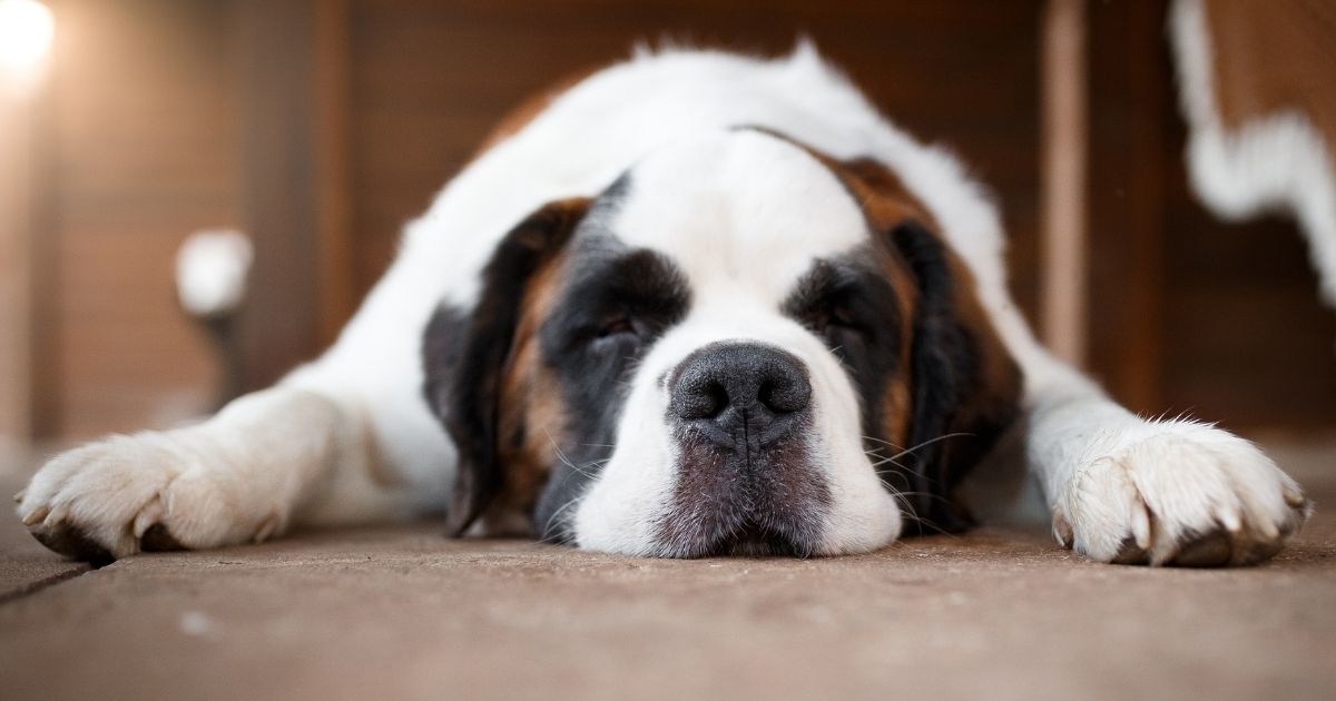 What Toxins Can Cause Seizures In Dogs Careful!