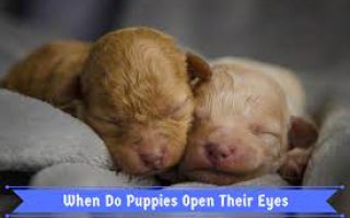 When Do Puppies Open Their Eyes