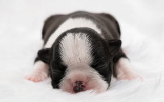When Do Puppies Open Their Eyes? Interesting Answer