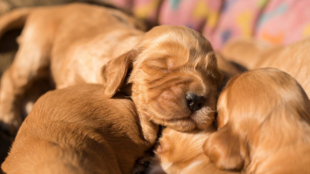 Newborn Puppies with Eyes Shut