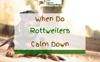 When Do Rottweilers Calm Down? Are They Hyper?