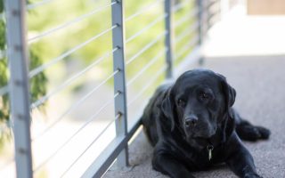 When Do Lab Puppies Calm Down? – Tips and Tricks