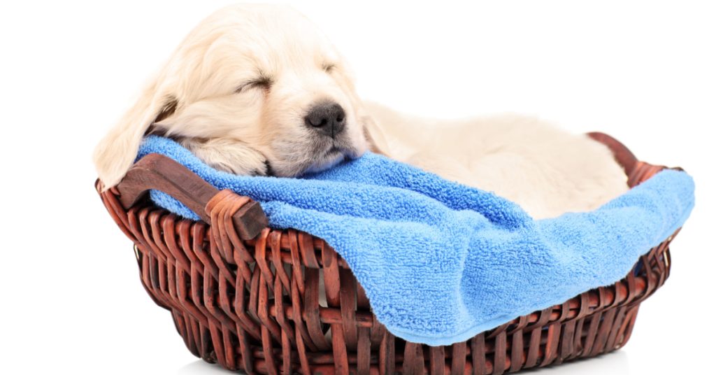 The Basics of Labrador Retriever Puppy Fur Puplore