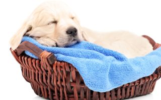 The Basics of Labrador Retriever Puppy Fur