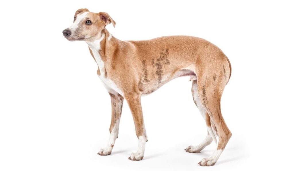 Whippet Dog Breed