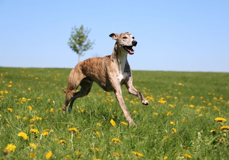 Whippet Dog Sprinting at Park
