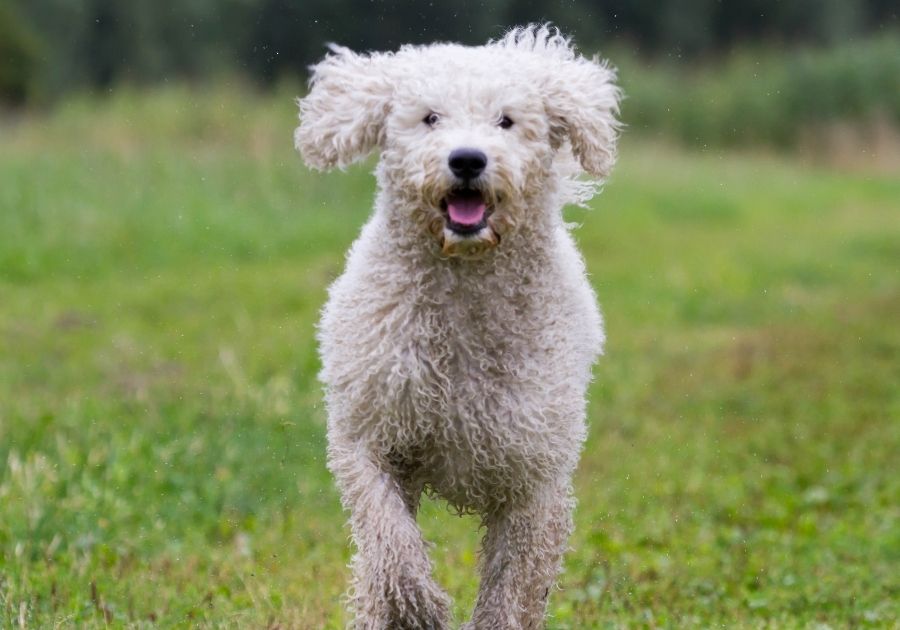 White Australian Labradoodle Running on Grass