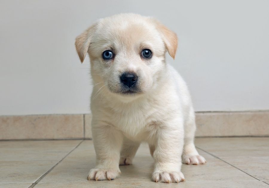 Adorable White Beagle Husky Mix Puppy Standing