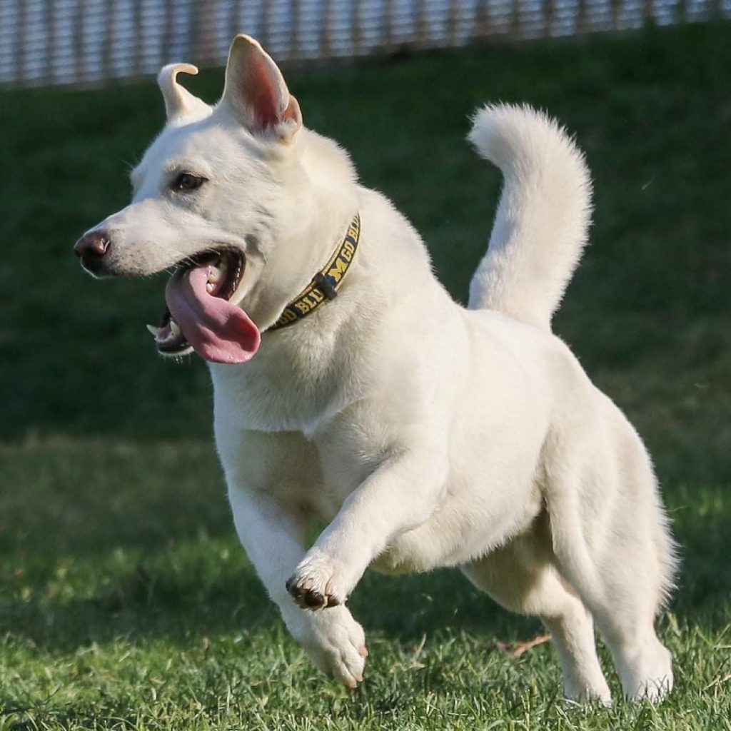 White Corgi Husky Mix Dog Running Outside
