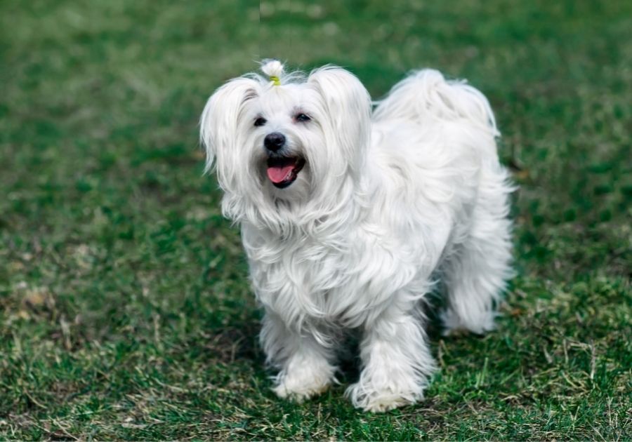 White Fluffy Coton de Tulear Dog with Long Hair