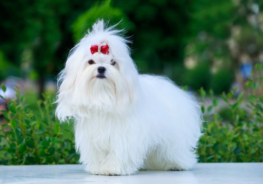 White Fluffy Maltese Dog with Long Hair