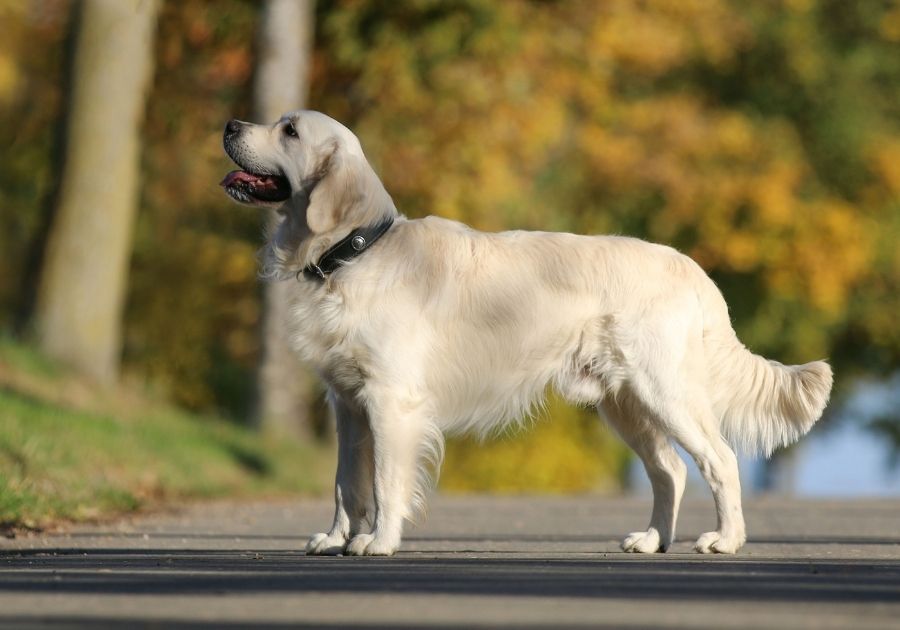 White Golden Retriever Dog Standing on Road