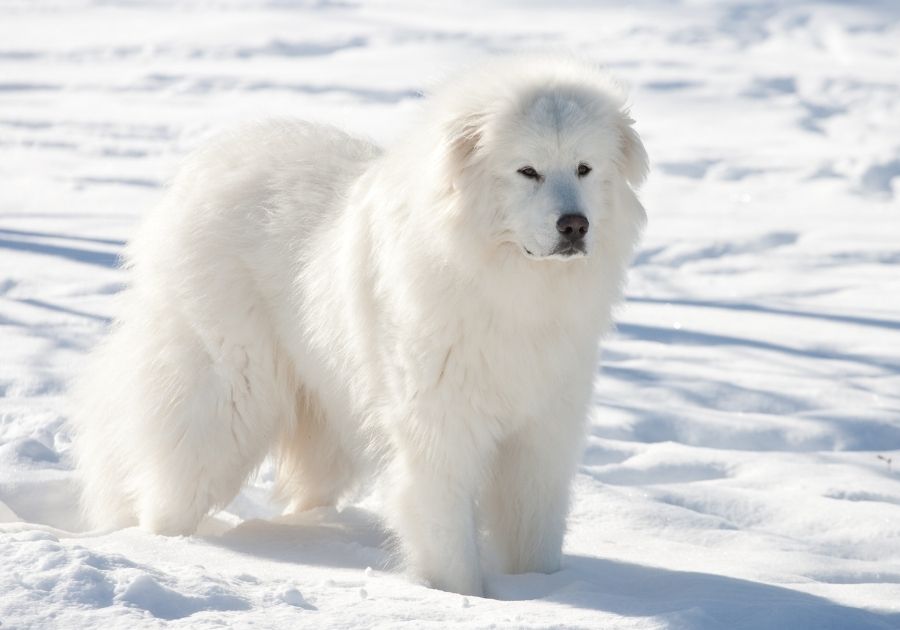 White Great Pyrenees Dog Standing on Snow