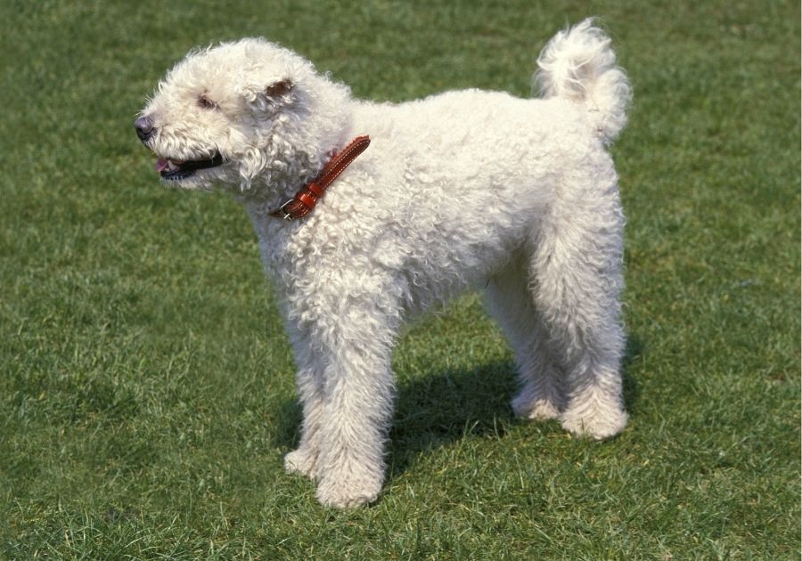 White Hungarian Pumi Dog Standing on Grass