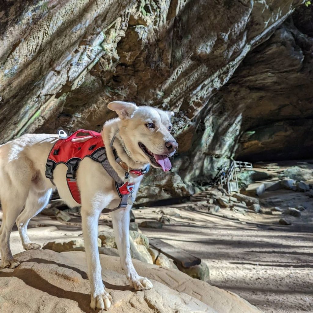 White Huskador Dog Hiking