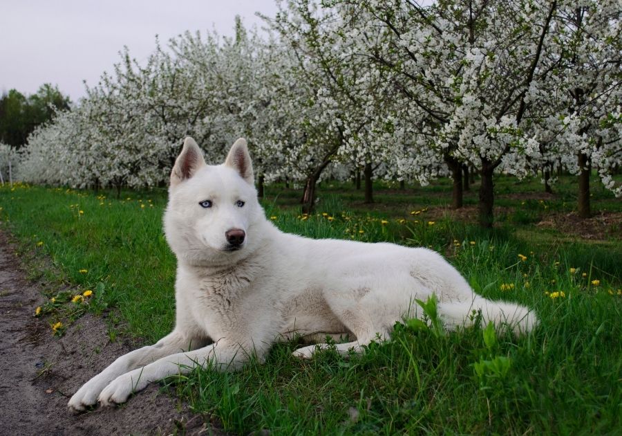 White Husky Dog Resting on Grass in a  Park Looking Forward