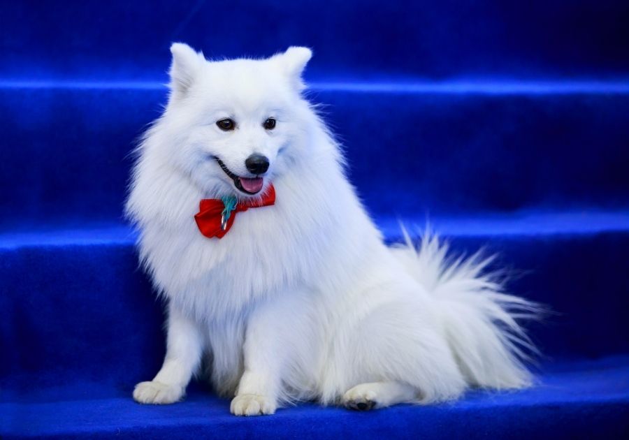 White Volpino Italiano Dog Breed Sitting on Blue Staircase