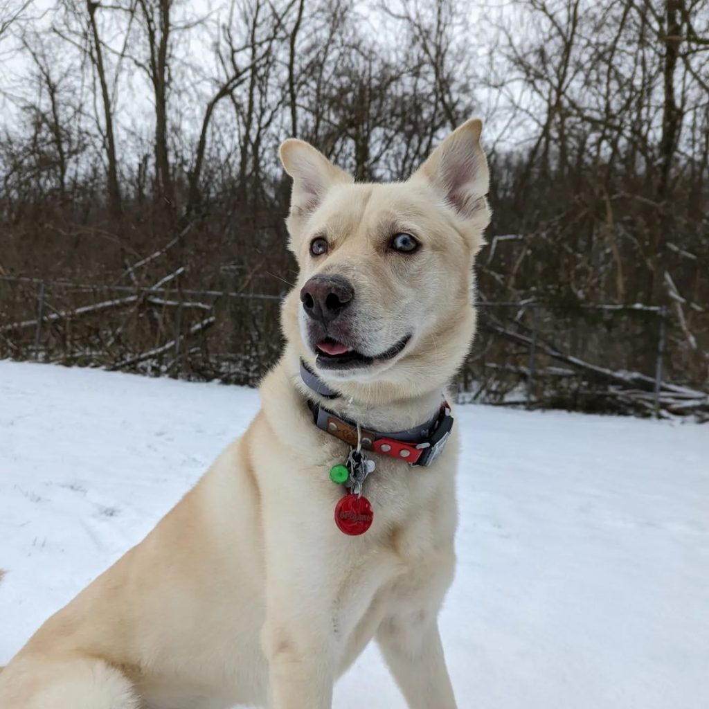 White Lab Husky Mix Dog Sitting on Snow