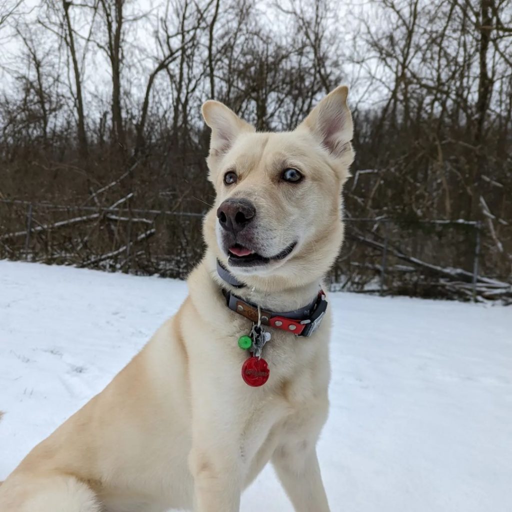 are husky lab mix good with cats