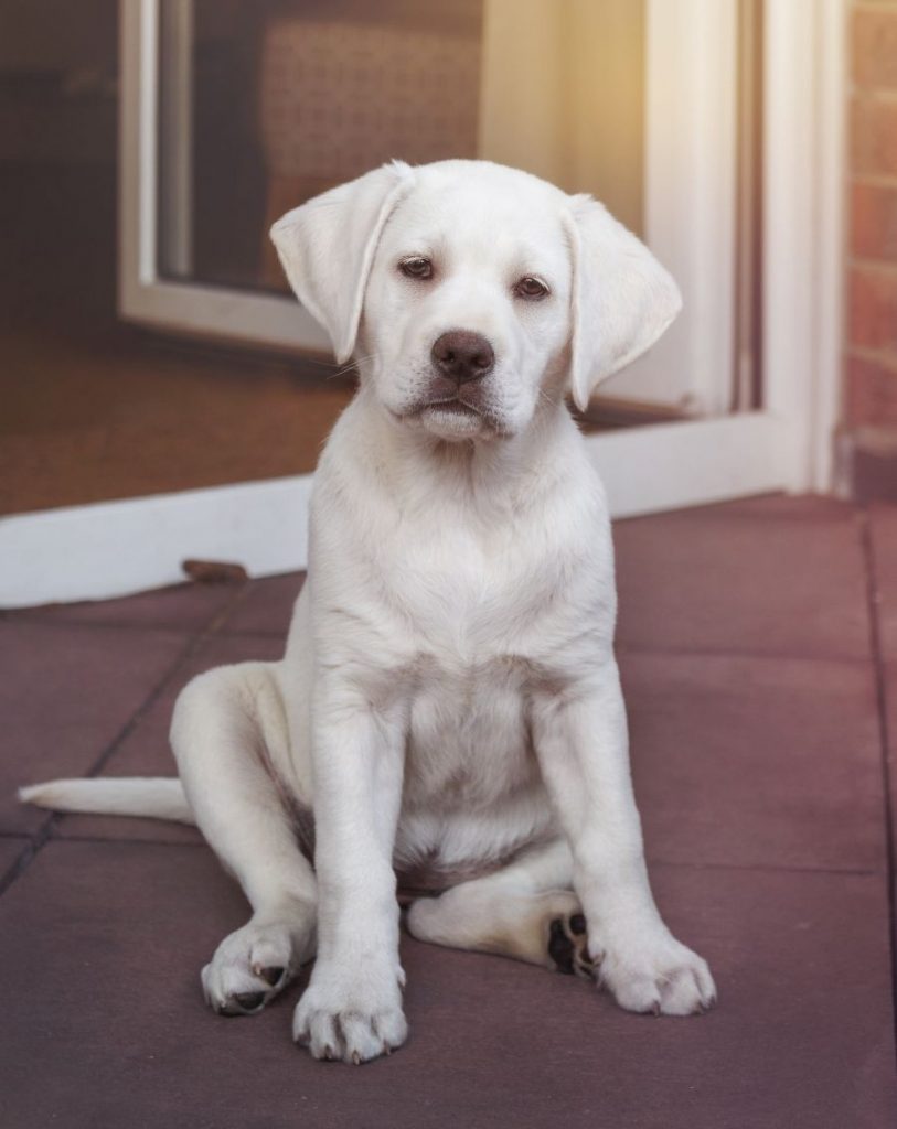 White Labrador Puppy Sitting on Floor