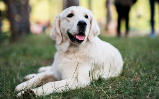 White Labrador Retriever: Controversy, Puppy Price, Facts