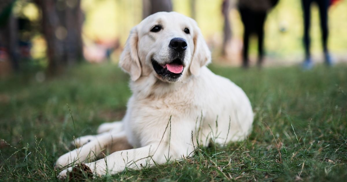 White Labrador Retriever Controversy, Puppy Price, Facts