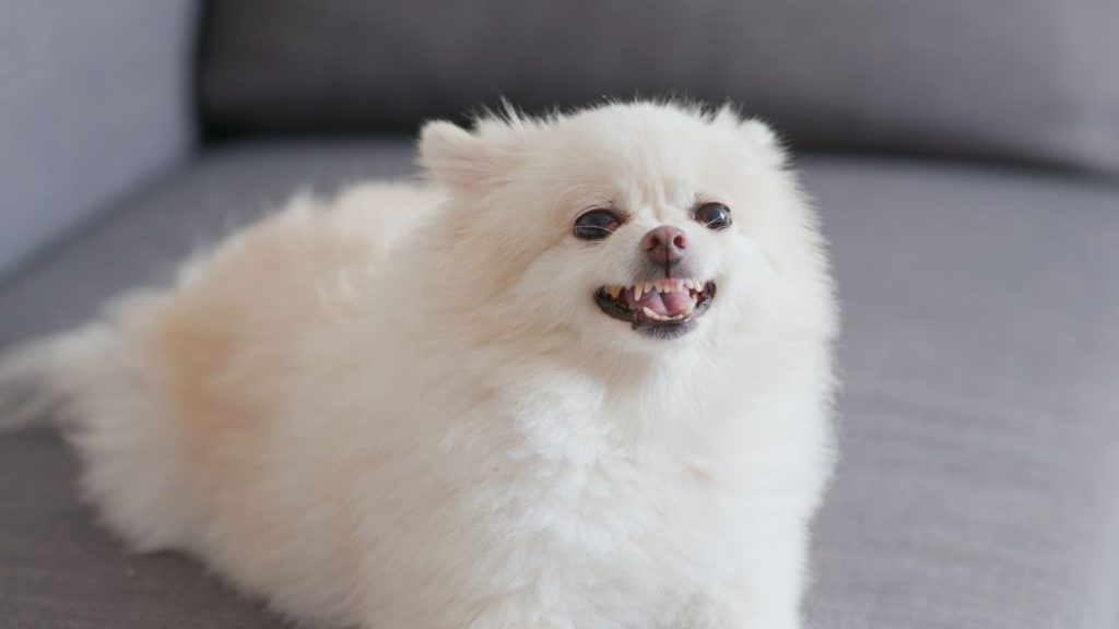 White Pomeranian on Sofa Barking for Attention