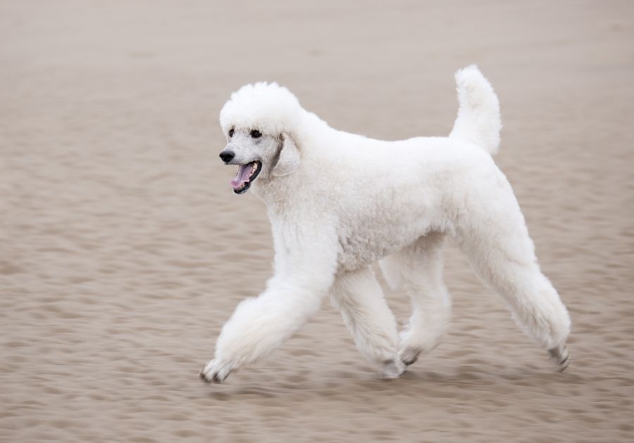 White Poodle (Standard) Running Down Beach