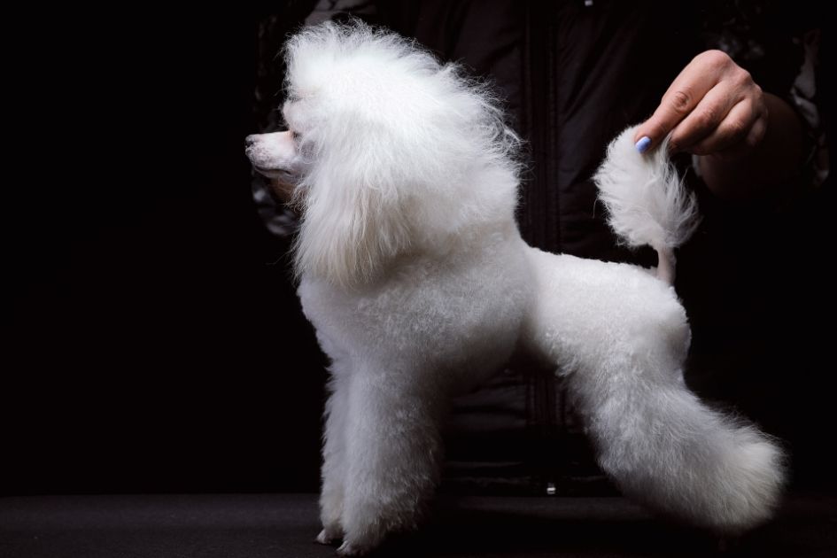 Groomed White Poodle Toy Dog Posing for Portrait on Black Background