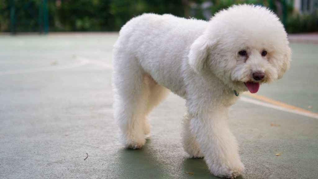 White Poodle Toy Pup Walking Outdoor on Basketball Court