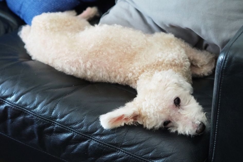 White Toy Poodle Dog Lying on Sofa