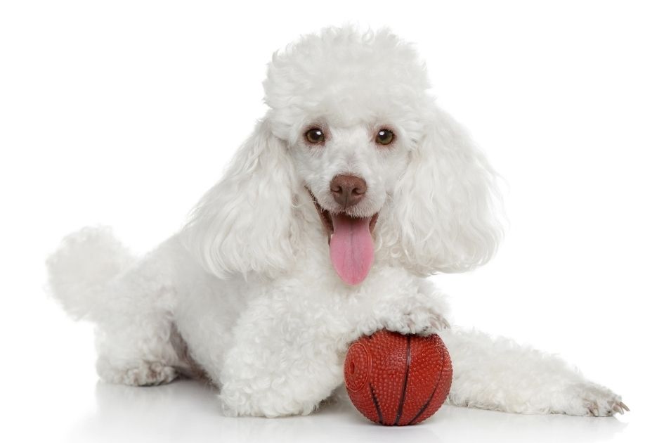 White Toy Poodle Dog with Red Ball on White Background