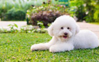 White Toy Poodle: Facts, Puppy Price & Guide