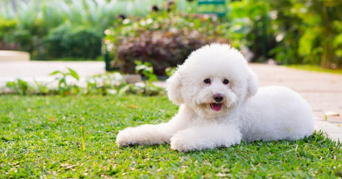 miniature white poodle full grown