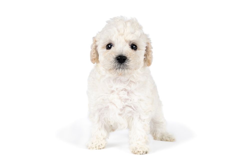 White Toy Poodle Puppy on White Background