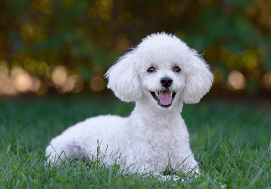 White Toy Poodle Resting on Grass Smiling